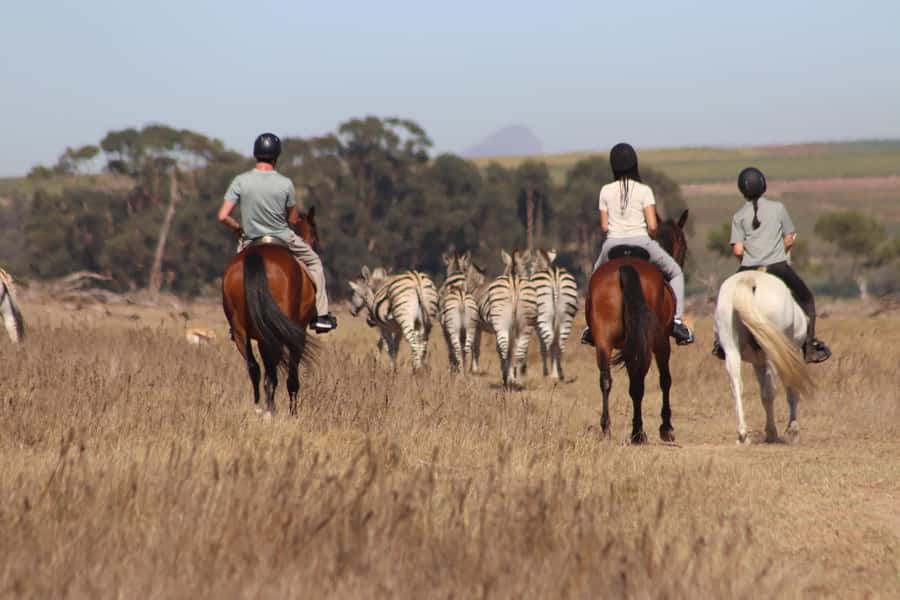 Stellenbosch: Horse Riding Wildlife Safari - Key points before you book