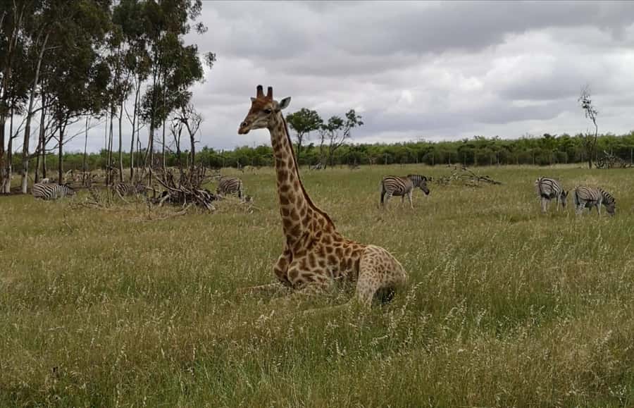 Stellenbosch: Horse Riding Wildlife Safari - My practical verdict