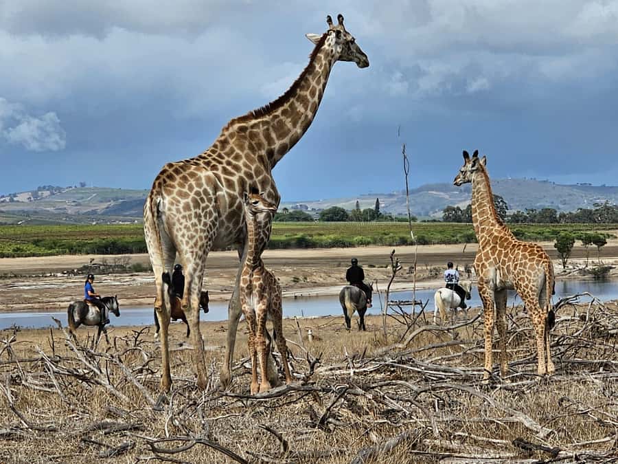Stellenbosch: Horse Riding Wildlife Safari - A wildlife ride 12 kilometers from Stellenbosch