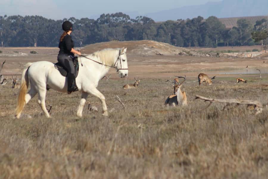 Stellenbosch: Horse Riding Wildlife Safari - The first minutes at Horse Rides at Petes
