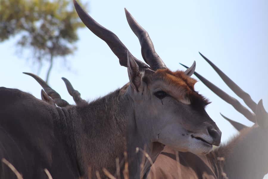 Stellenbosch: Horse Riding Wildlife Safari - Walking through the reserve for 90 minutes