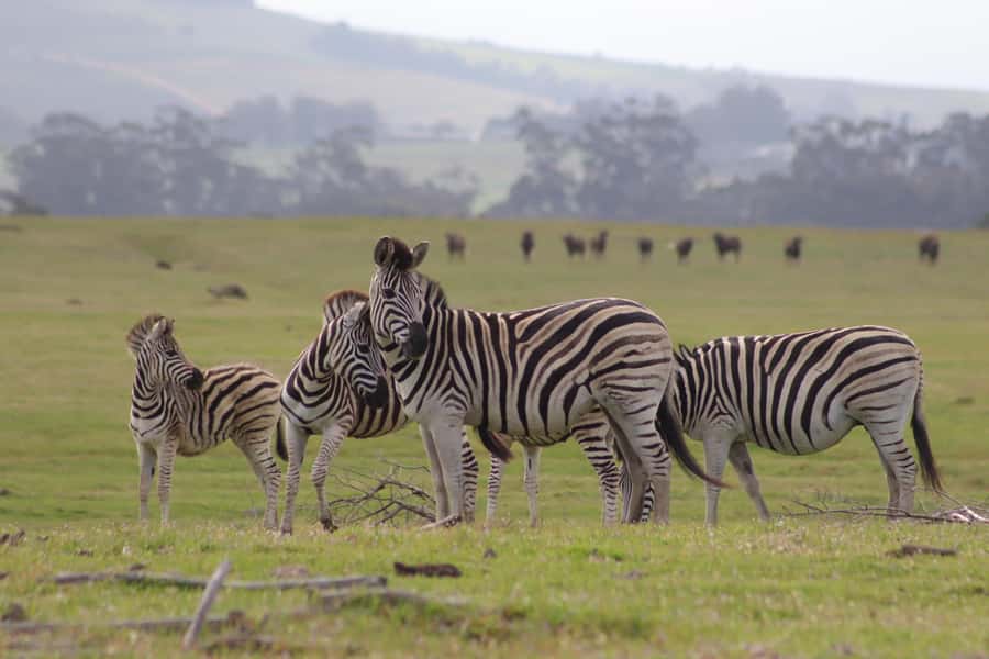 Stellenbosch: Horse Riding Wildlife Safari - Giraffes, zebras, and the value of close encounters