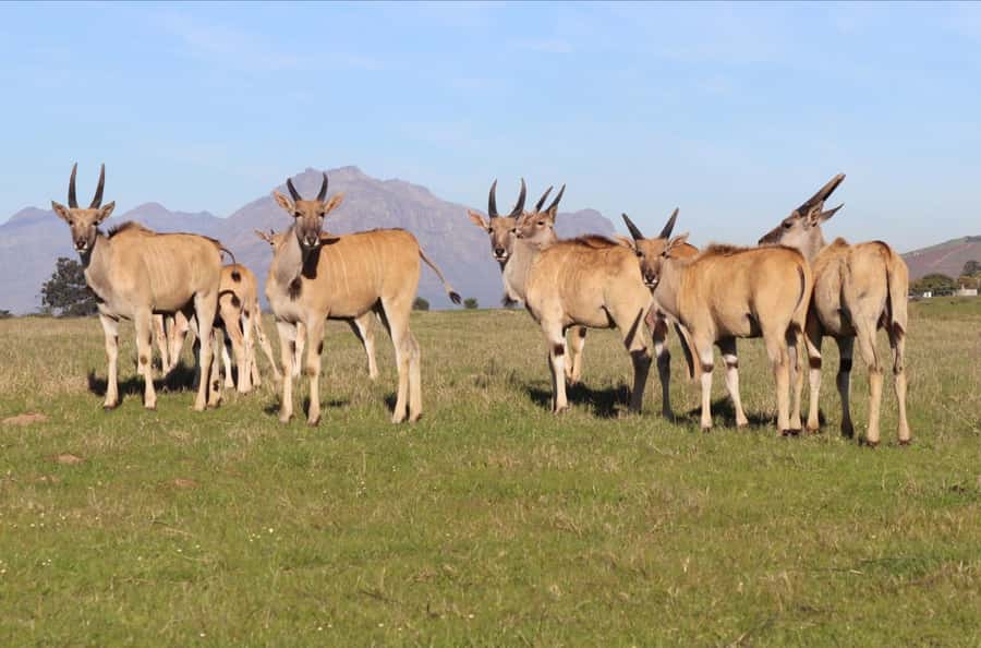 Stellenbosch: Horse Riding Wildlife Safari - What the reviews reveal about horse care and guiding