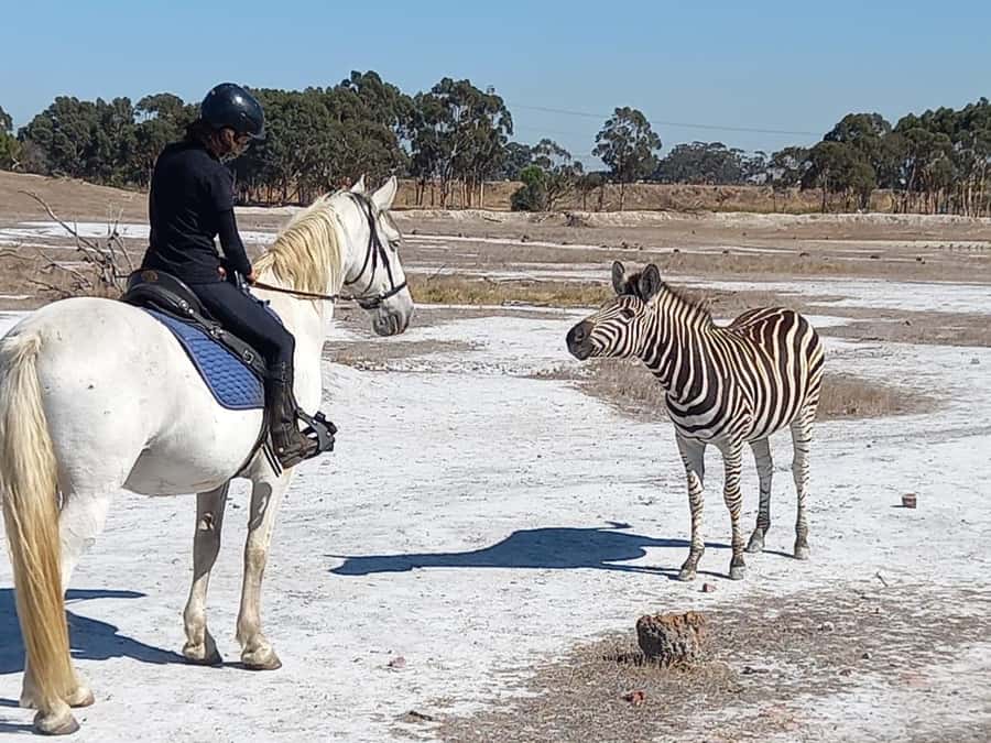 Stellenbosch: Horse Riding Wildlife Safari - Who should book this ride