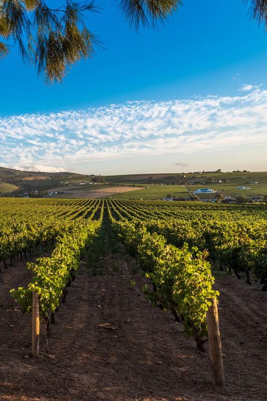 Stellenbosch North Guided Wine Safari (Tastings Excluded) - How much guiding should you expect?