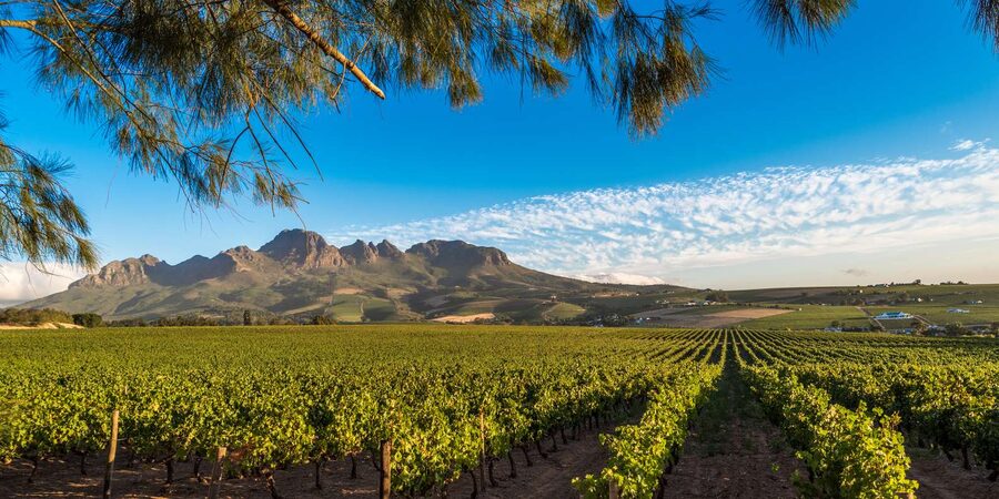 Stellenbosch North Guided Wine Safari (Tastings Excluded) - Starting at Visit Stellenbosch