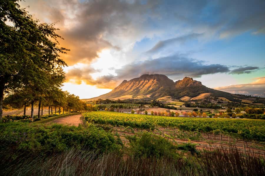 Stellenbosch North Guided Wine Safari (Tastings Included) - Key points to know before you book