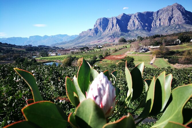 Stellenbosch Private E-Bike & Wine Tour - Riding on to Thelema Mountain Vineyards