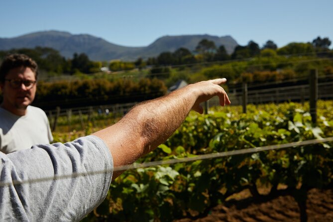 Stellenbosch Small Group Wine Tasting Tour From Cape Town - What this Cape Town wine tour is really offering