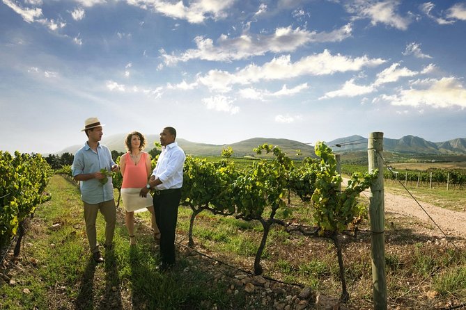 Stellenbosch Wine Tour half day from Cape Town - Why this short Stellenbosch trip works