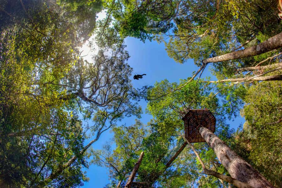 Storms River: Tsitsikamma National Park Zipline Canopy Tour - Ten platforms through the Yellowwoods