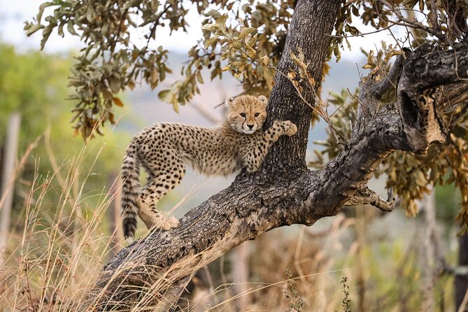 Sunrise Game Drive in Big5 Reserve - Meeting at Bosveld Village before sunrise