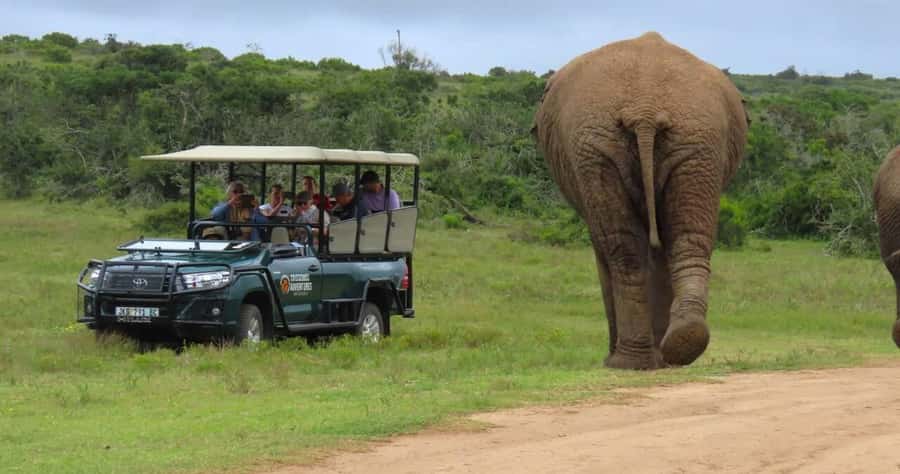 Sunrise Safari - through Addo Park to Schotia reserve - Starting at Crisscross Adventures and Chrislin African Lodge