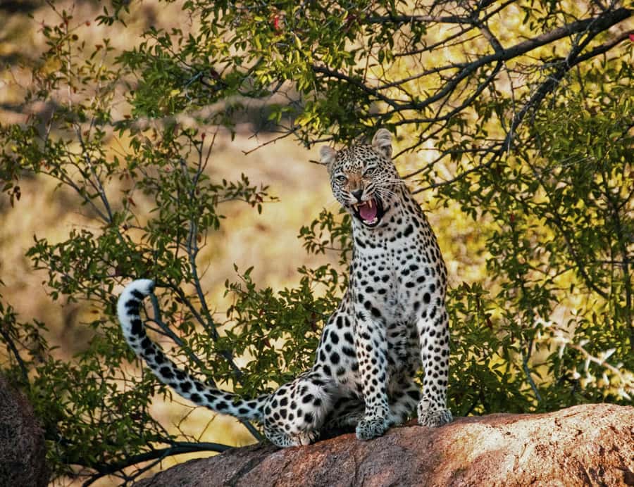 Sunset Safari at the big 5 Game Reserve All inclusive - Key points to know before you go
