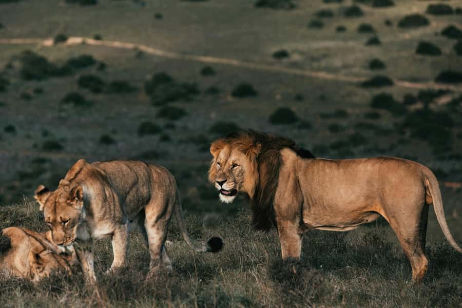 Sunset Safari at the big 5 Game Reserve All inclusive - Why the sunset timing matters