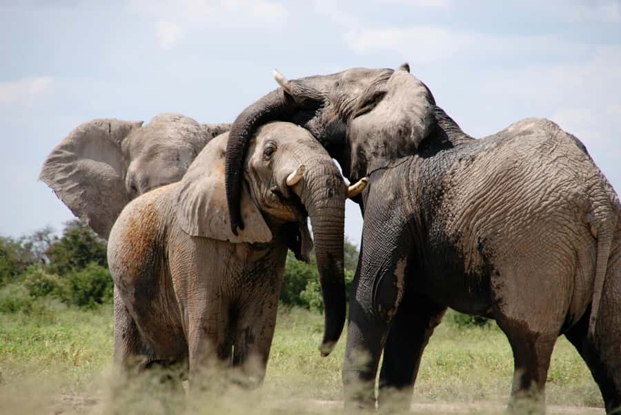 Sunset Safari at the big 5 Game Reserve All inclusive - The open-air 4x4 game drive