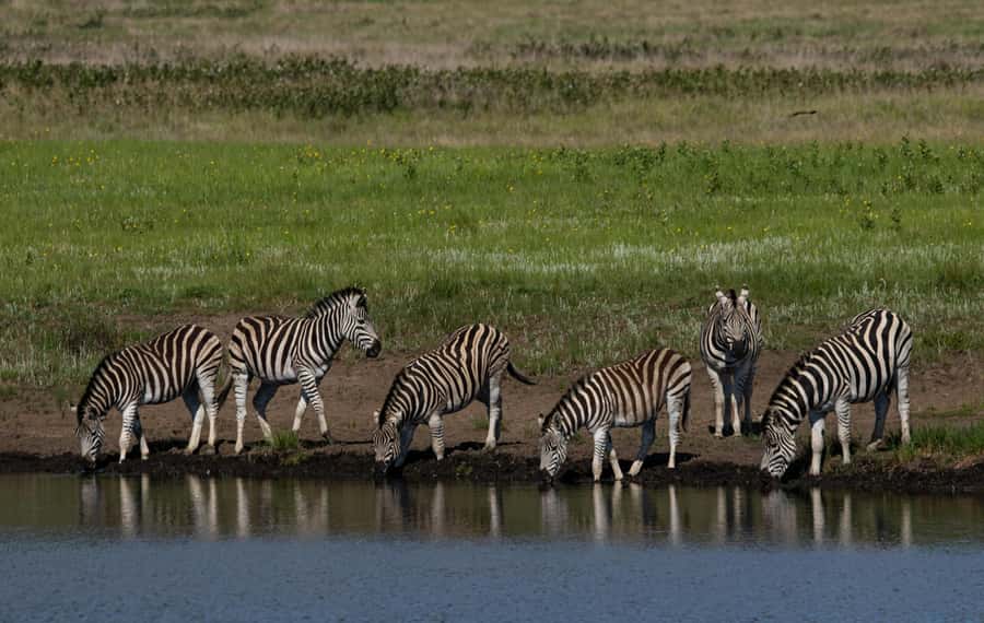 Sunset Safari at the big 5 Game Reserve All inclusive - Watching the sun fall over the savanna