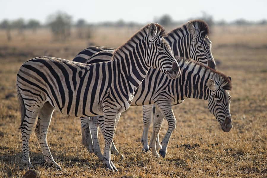 Sunset Safari at the big 5 Game Reserve All inclusive - How good is the wildlife value?