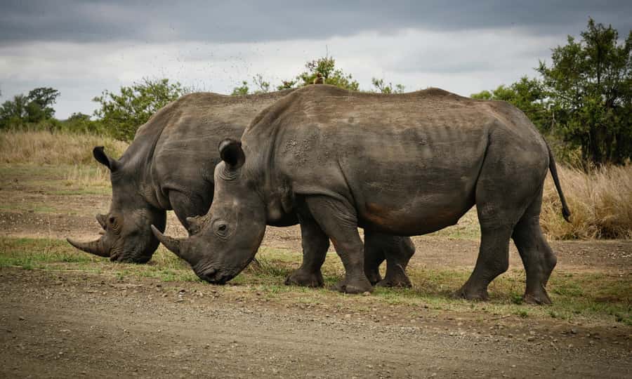 Sunset Safari at the big 5 Game Reserve All inclusive - Is $280 per person good value?