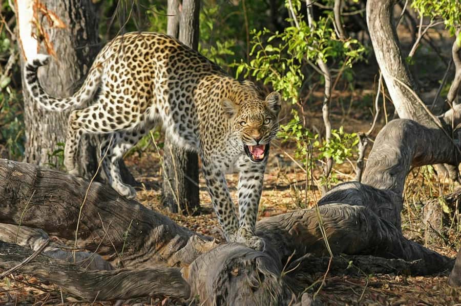 Sunset Safari at the big 5 Game Reserve All inclusive - Leaving Cape Town by hotel pickup