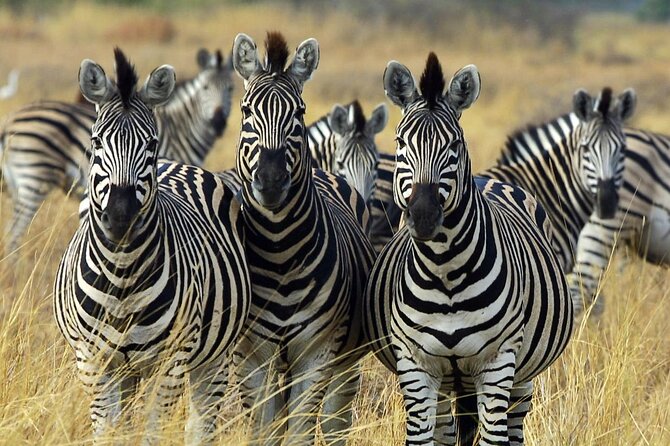 Sunset Safari Big 5 Aquila with Snacks and Wine Tasting - Why this Cape Town combination works