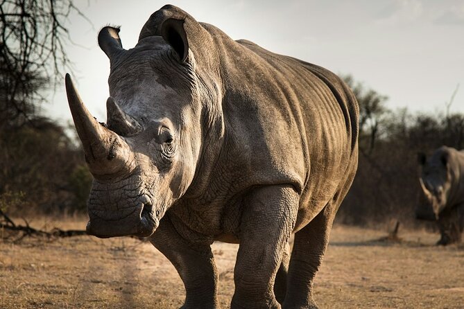 Sunset Safari Big 5 Aquila with Snacks and Wine Tasting - Is $196.70 good value?