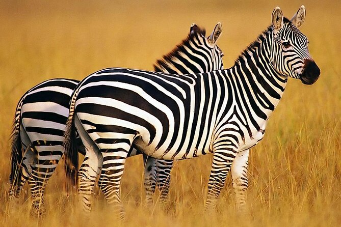 Sunset Safari Big 5 Aquila with Snacks and Wine Tasting - Starting in Bo-Kaap and central Cape Town