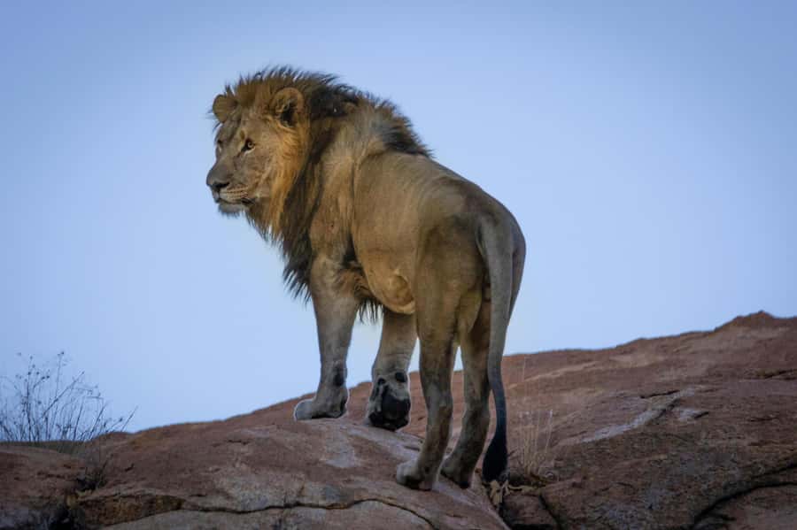 sunset safari big 5 Game reserve Group Tour - From Cape Town streets to Karoo country