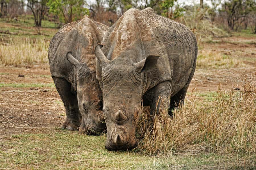 sunset safari big 5 Game reserve Group Tour - Entering Aquila Private Nature Reserve