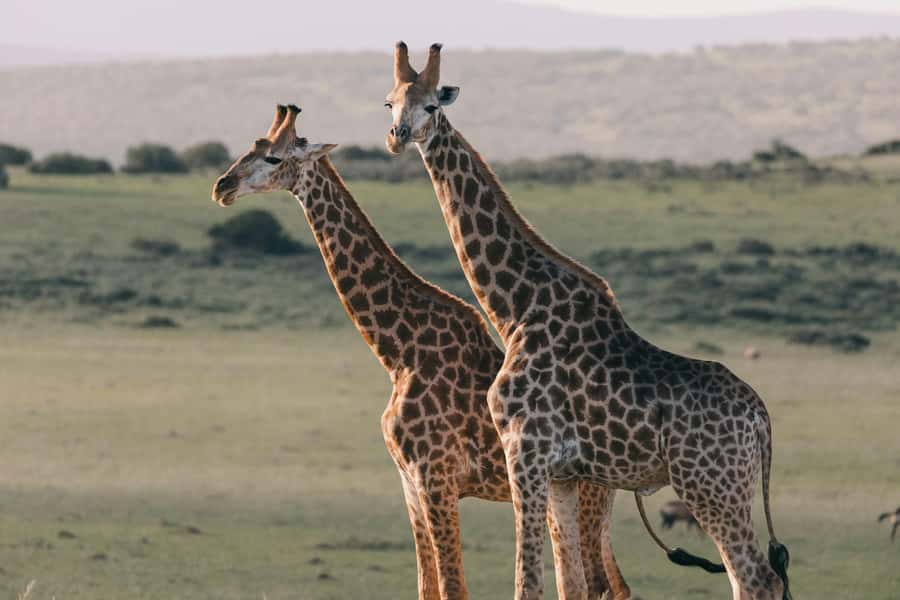 sunset safari big 5 Game reserve Group Tour - Guides make the difference
