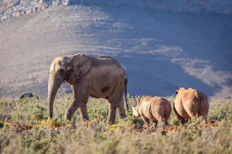 sunset safari big 5 Game reserve Group Tour - The transport question you should not ignore