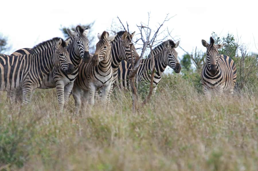 sunset safari big 5 Game reserve Group Tour - Booking, cancellation, and timing tips