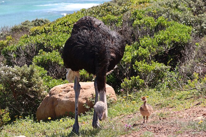 Supersaver: Cape of Good Hope and Cape Point Day Tour from Cape Town - What this Cape Peninsula day tour does well