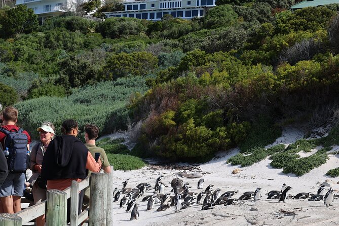 Supersaver: Cape of Good Hope and Cape Point Day Tour from Cape Town - Guides, vehicles, and the real pace of the day