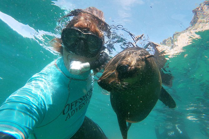 Swim with Seals - Five things to know before you book
