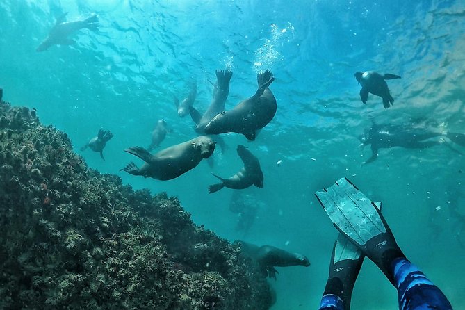 Swim with Seals - Why Robberg makes the setting special