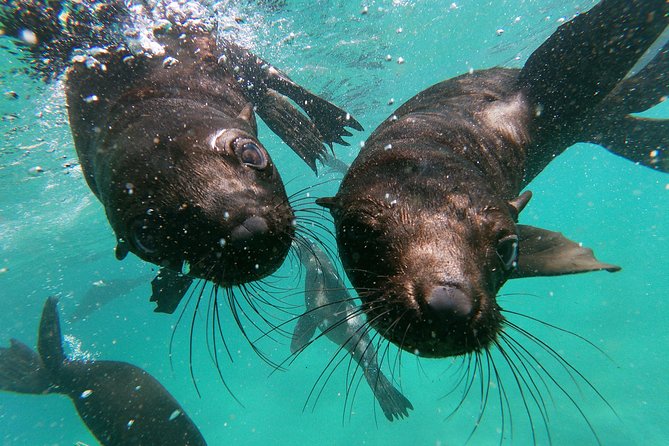 Swim with Seals - The crew, instruction, and sense of safety