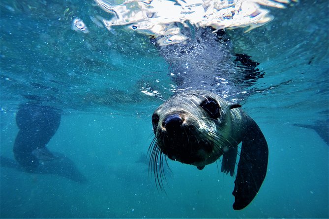 Swim with Seals - How much time you really need