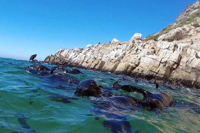 Swim with Seals - Is $51.47 a good price?