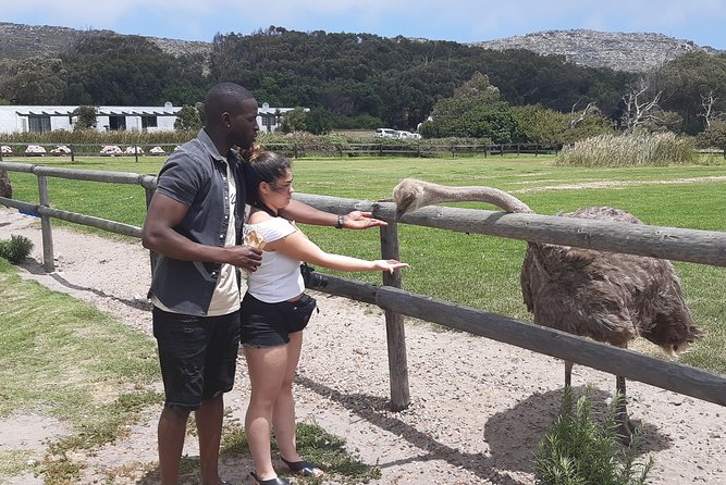 Table Mountain and Cape of Goodhope - African penguins at Boulders Beach