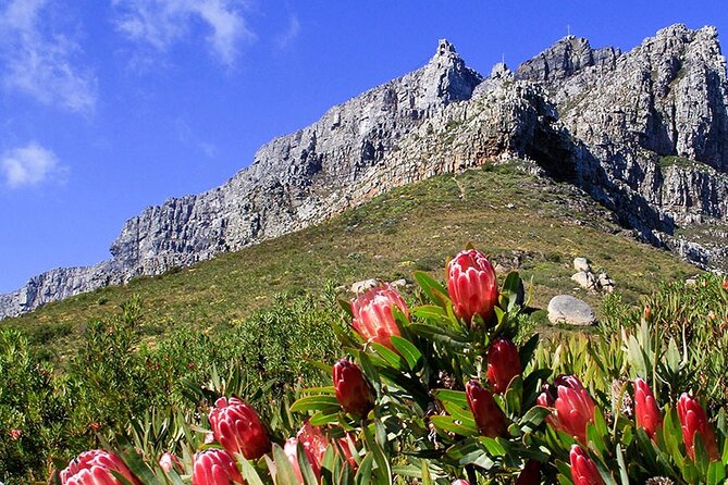 Table Mountain and Cape Town City Half-Day Trip - Bo-Kaap puts Cape Town’s past into the present