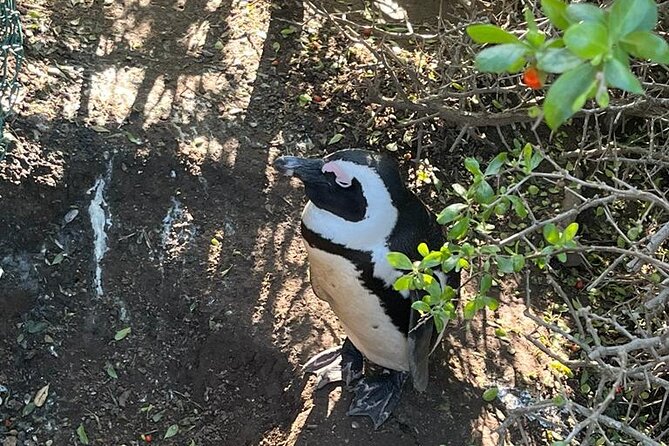 Table Mountain and Penguins Half Day Shared Group Tour - Starting at 7 a.m. in Cape Town