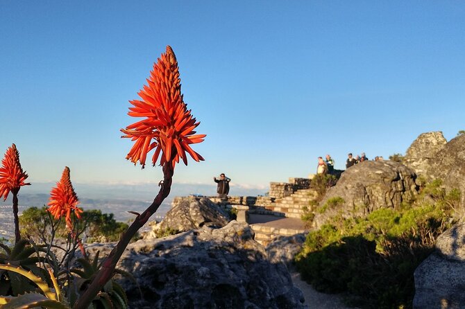 Table Mountain Boulder's Beach and Cape Point Tour - The missing Winelands stop deserves a question