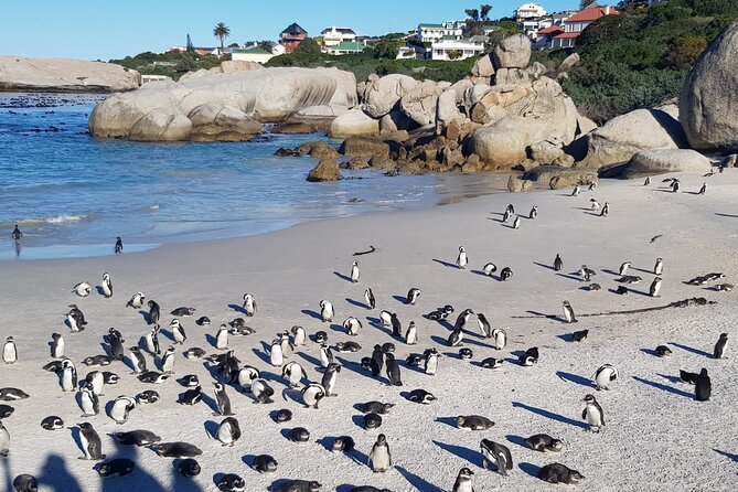 Table Mountain, Boulder's Penguins, Cape of Good Hope&Cape Point - Bo-Kaap and its brightly painted homes