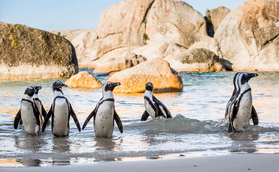 Table Mountain, Boulder's Penguins & Cape Point Private Tour - Bo Kaap’s painted houses and Cape Malay story