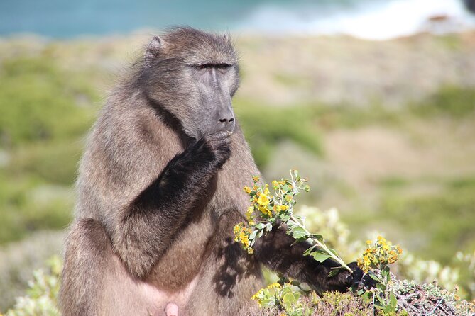 Table Mountain, Cape of good hope Full Day Shared Group Tour - Simon’s Town: naval history and a slower hour