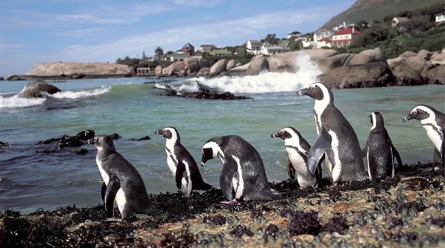 Table Mountain, Cape of Good Hope & Penguins Shared Tour - Bo Kaap brings the day back to the city