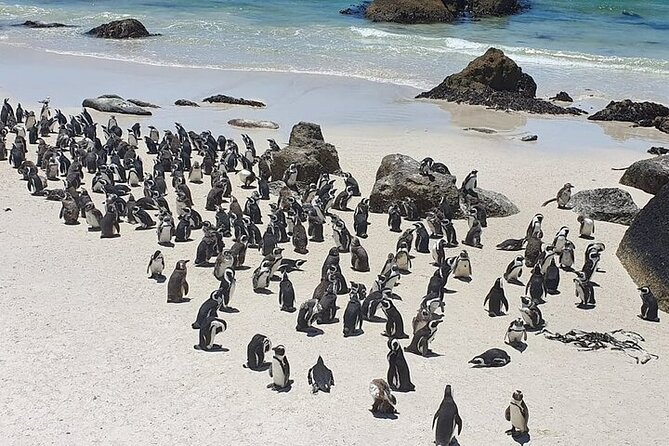 Table Mountain, Cape Point & Penguin Beach ENTRANCE INCLUDED - The guide makes the private format worthwhile