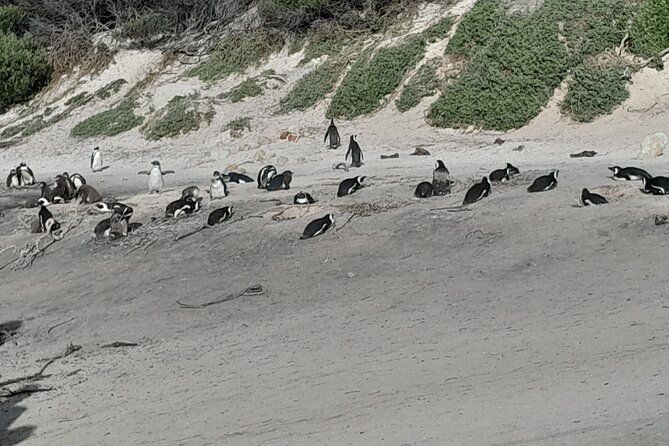 Table Mountain Cape Point Penguin Groot Constantia Private Tour - Boulders Beach and the African penguins