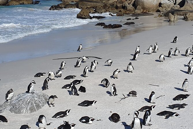 Table Mountain,Cape Point & Penguins Shared Tour, From Cape Town - Simon’s Town provides the practical lunch break